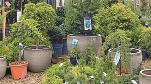 Conifers
